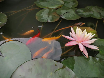 🌸🌸【7 Days Germination】Last Day Sale - 49% OFF💐The Sacred Bonsai Bowl Lotus Flower