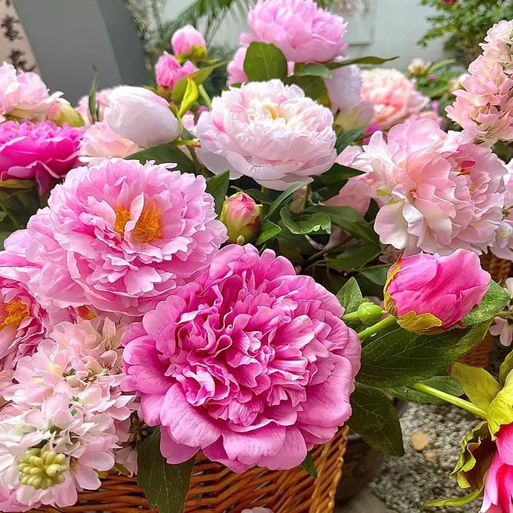 🔥Last Day Sale - 49% OFF🌺THE QUEEN OF FLOWERS—DOUBLE PETALED PIANI