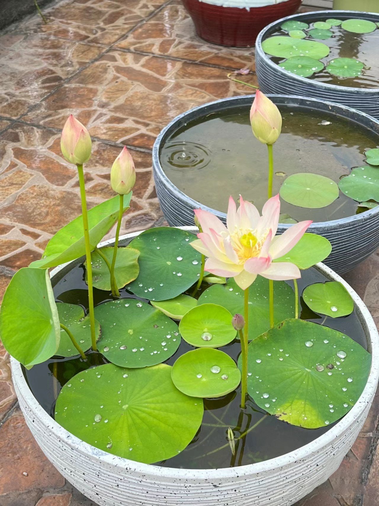 🌸🌸【7 Days Germination】Last Day Sale - 49% OFF💐The Sacred Bonsai Bowl Lotus Flower