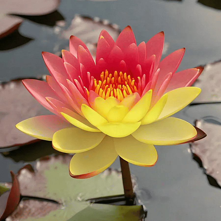 🌸🌸【7 Days Germination】Last Day Sale - 49% OFF💐The Sacred Bonsai Bowl Lotus Flower