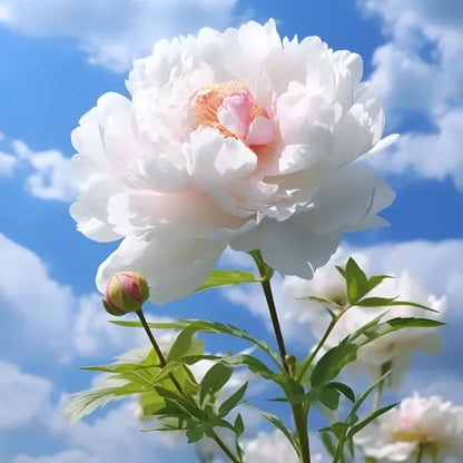 🔥Last Day Sale - 49% OFF🌺THE QUEEN OF FLOWERS—DOUBLE PETALED PIANI